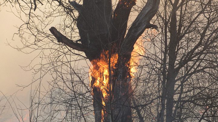 Во Владимирской области за 2025 год сгорело 0,001% всех лесов